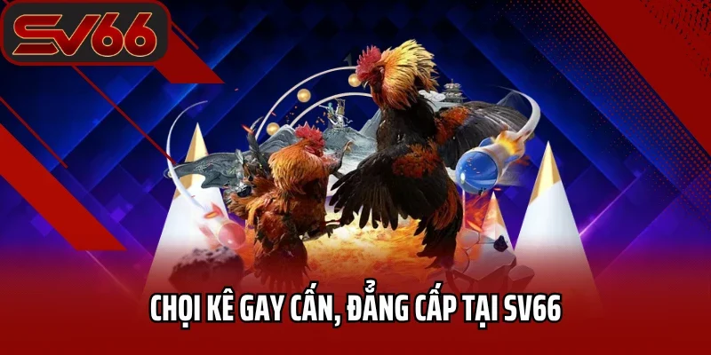 Trang chủ 31 Chọi kê gay cấn, đẳng cấp tại SV66
